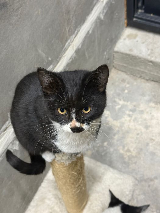 Котята 3,5 месяца