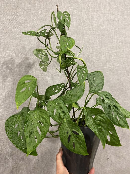 Монстера. Комнатное растение