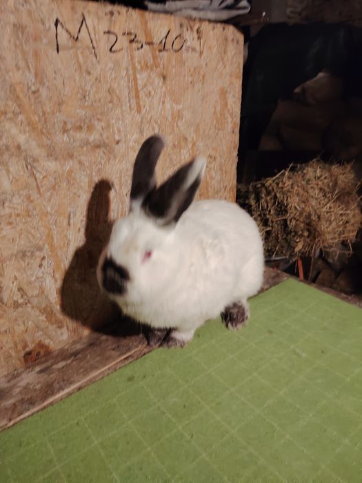 Vând mascul californian