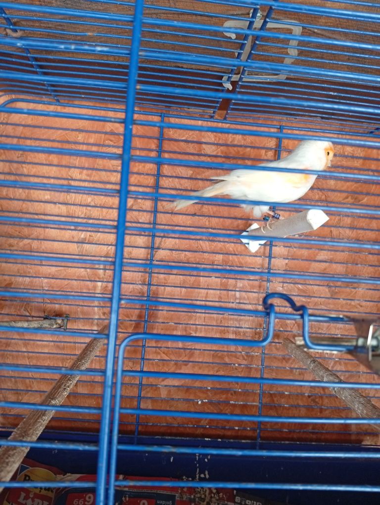 Canari  mozaic  roșu alb