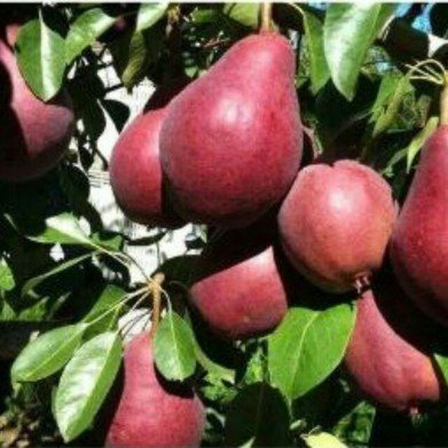 Nok kuchatlari va Olma gelos yongoq va barcha turdagi kuchatlar bor