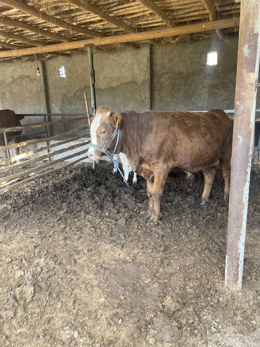 Укичча сотилоди 10 ойлик