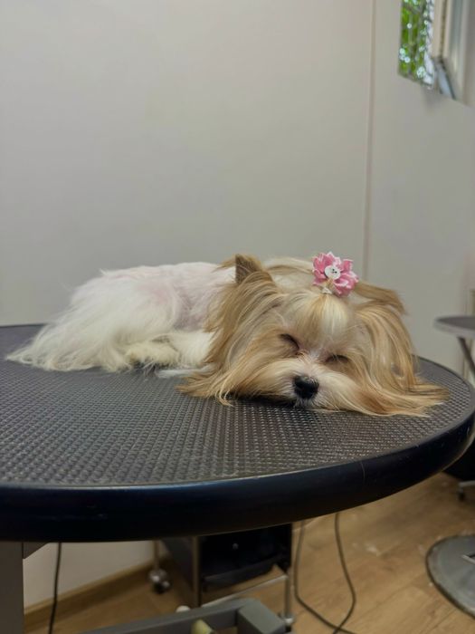 Tuns catei Bragadiru