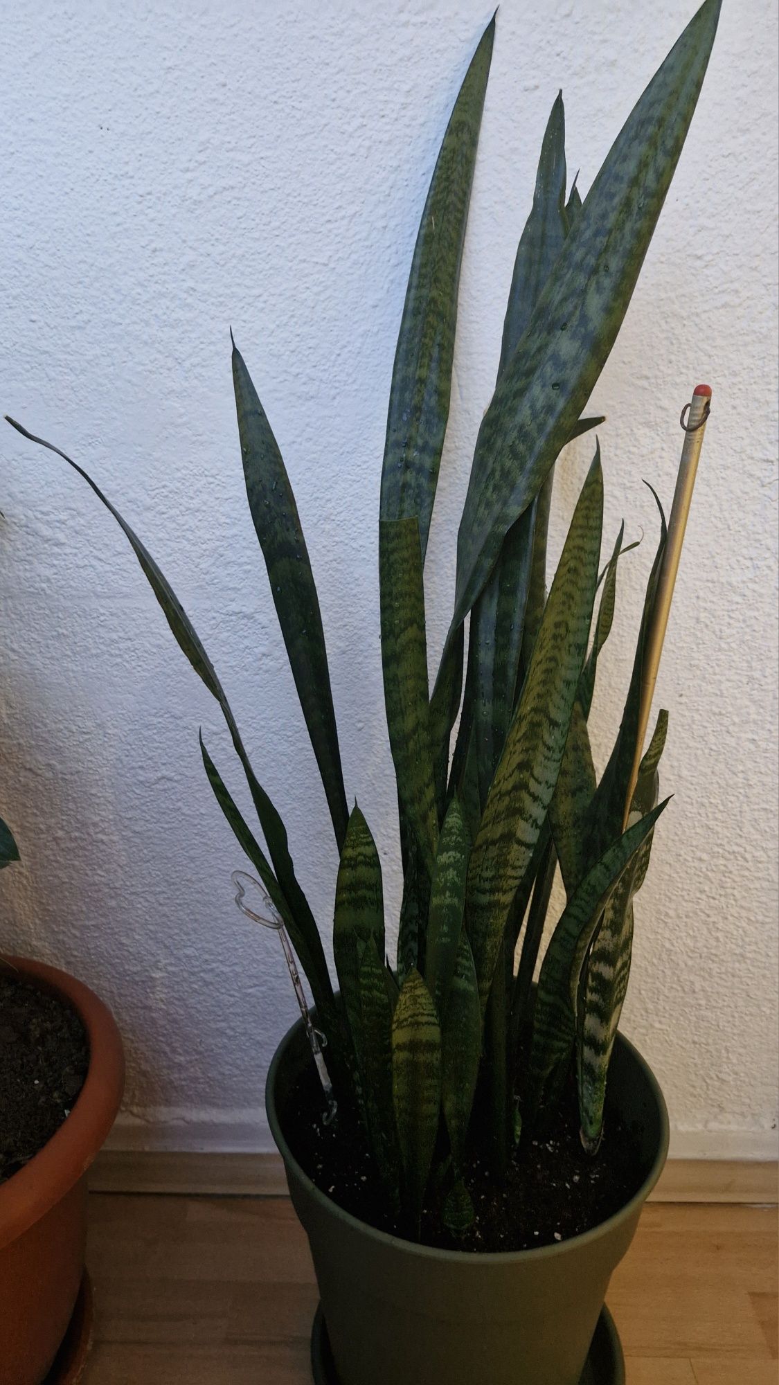 Plante interior dimensiuni mari