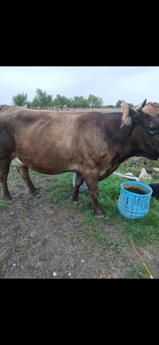 Vand vaca pentru sacrificare