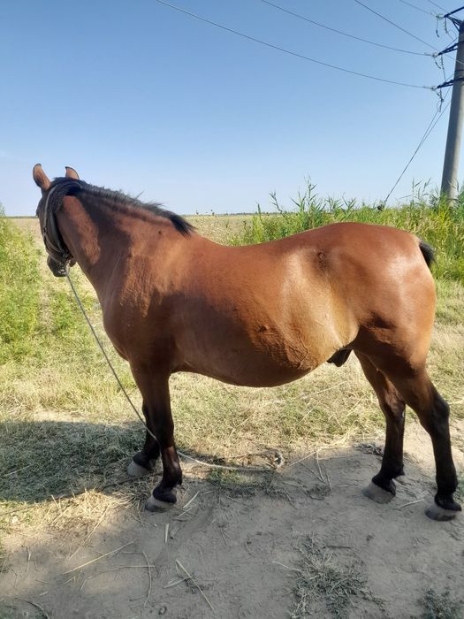 Vând cal semigreu în vârstă de 13 ani