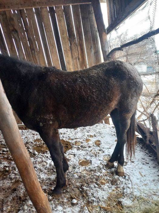 Ұрғашы байтал 3жасар