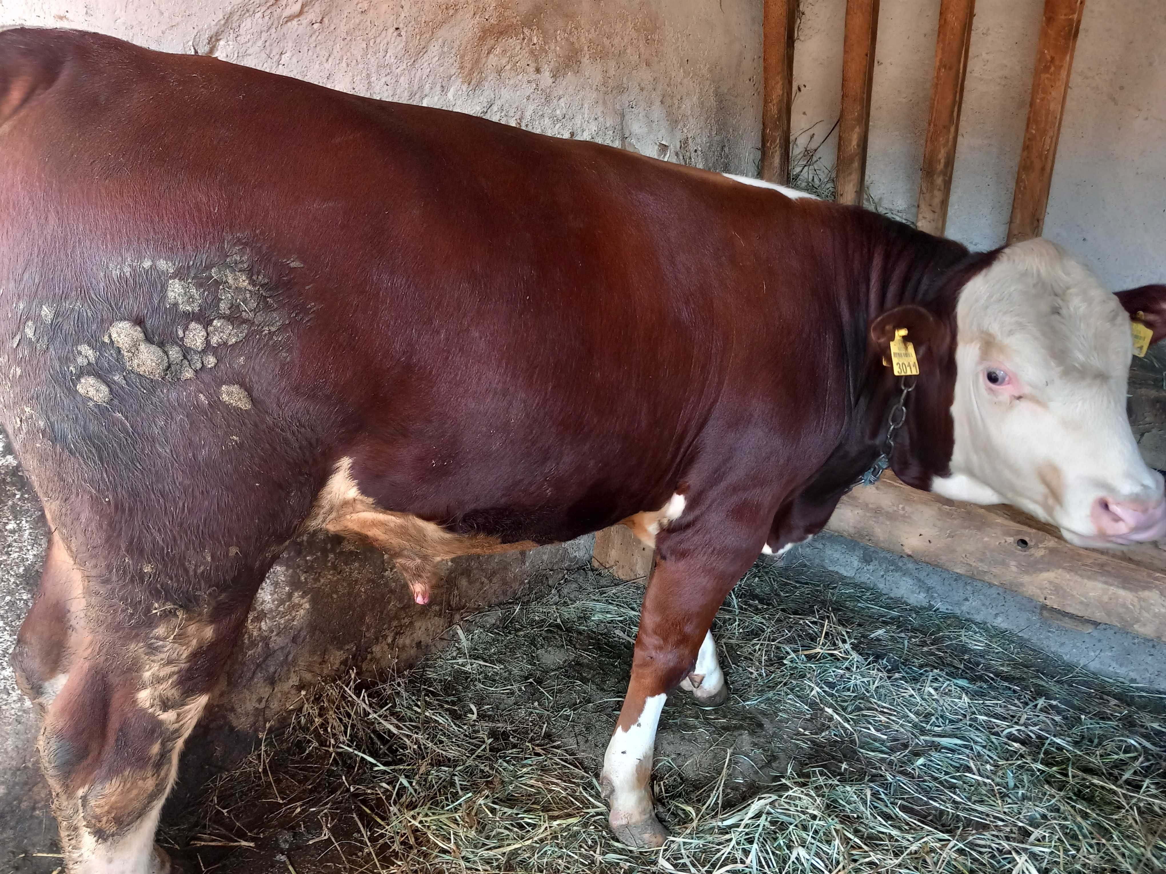 Vand tauri 6 bucati