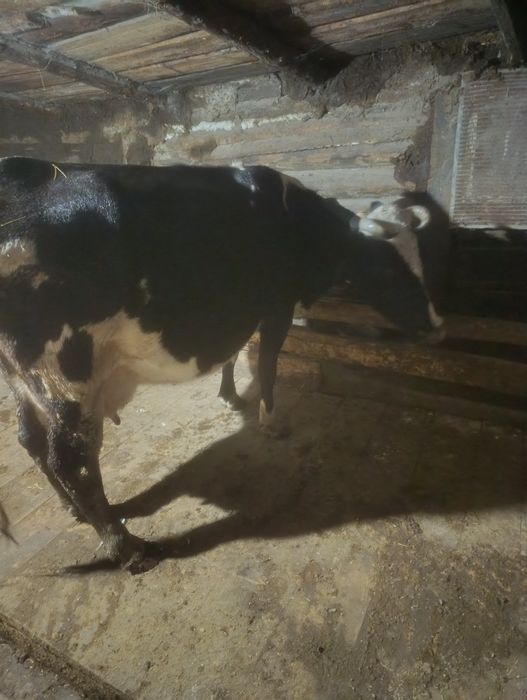 Продам хорошую корову