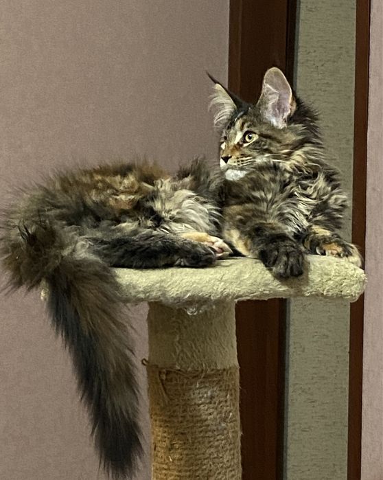 Кошки Мейн-Кун