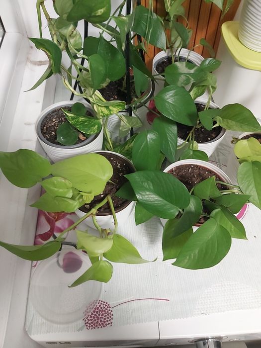 Vând plante de apartament