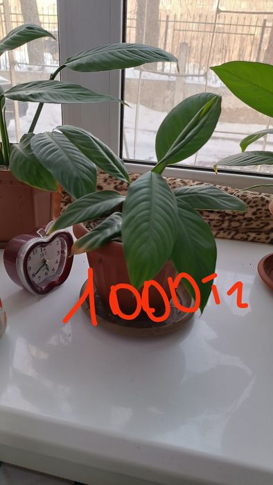 Продам комнатные цветы