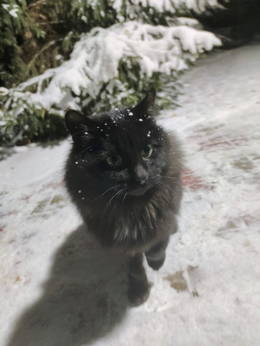 Срочно пристраивается кот