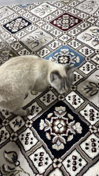 Scotish fold short hair pruvaznoy onasi fold otasi straight