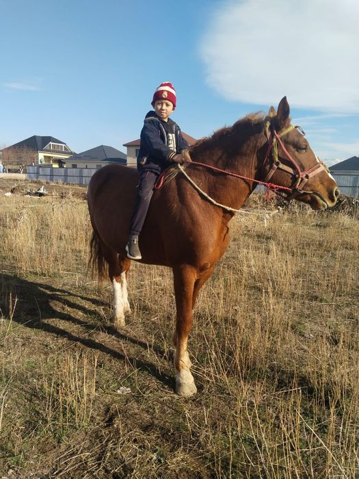 Тяжеловес российский