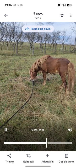 Vând ponei armăsar de 7 ani