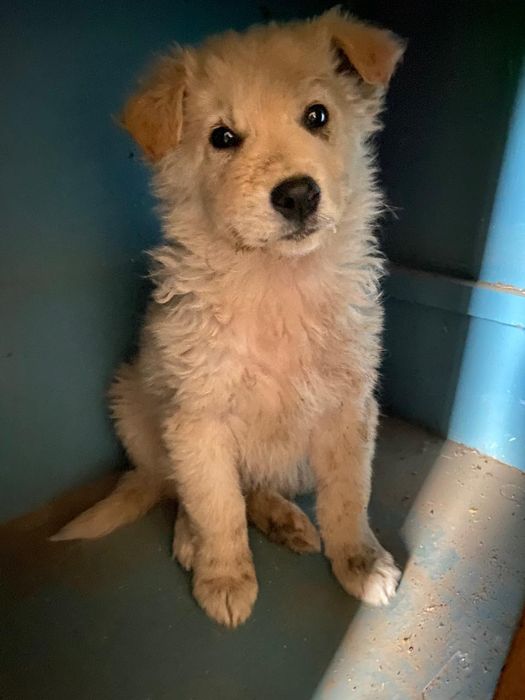 Ищем дом для малышей