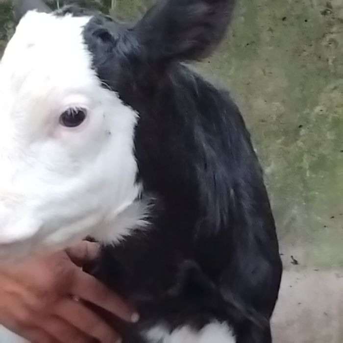 Vand un tauras baltat