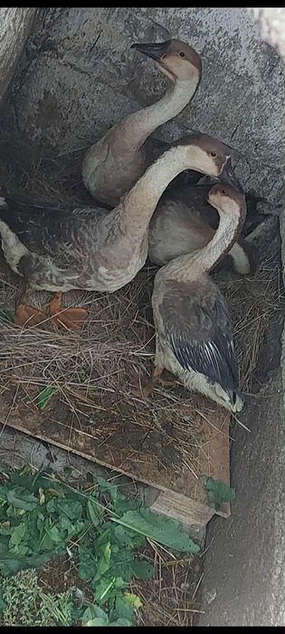 Gaste lesesti chinezesti