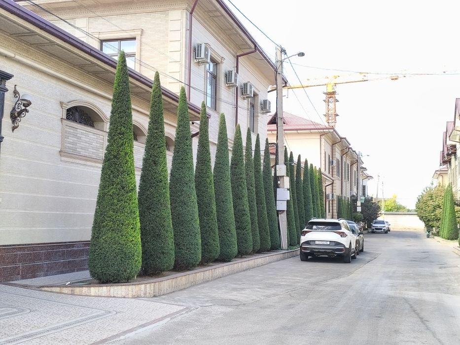 АрчаКесамиз Хар хил шакилда