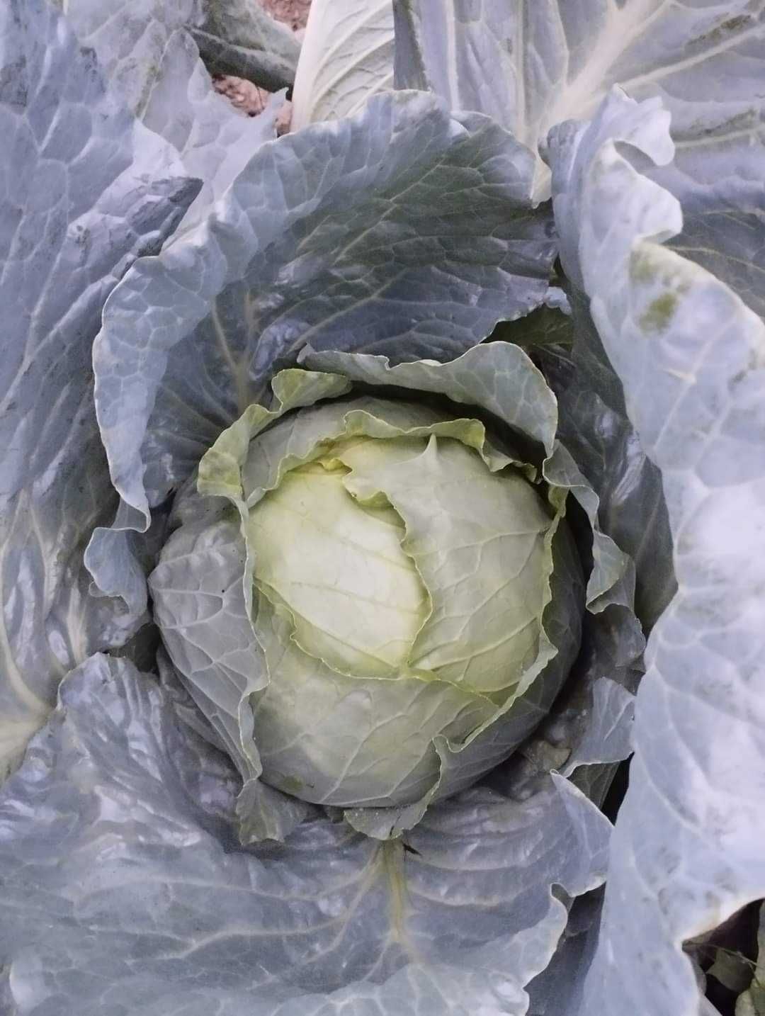 Продавам скубан разсад зеле Кьосе