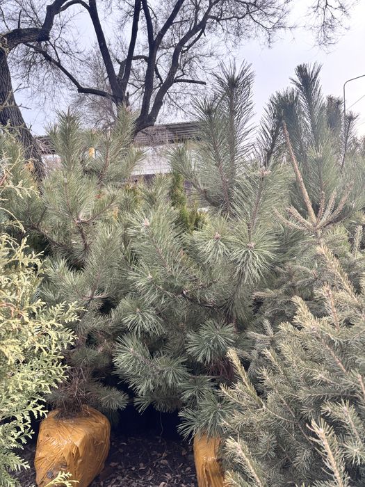 Сосна Ель зеленая Сосна крымская Саженцы ели с посадкой