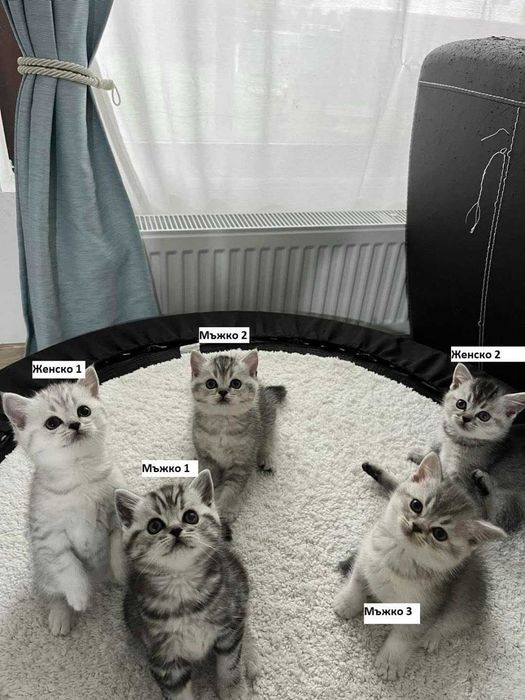 Котета - британски късокосмести