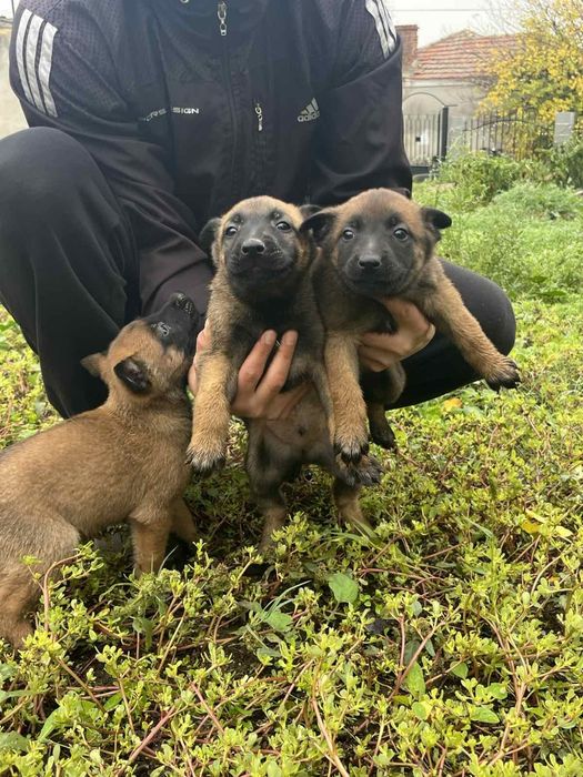 Белгийска овчарка-Малиноа