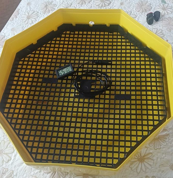 Инкубатор клео 5