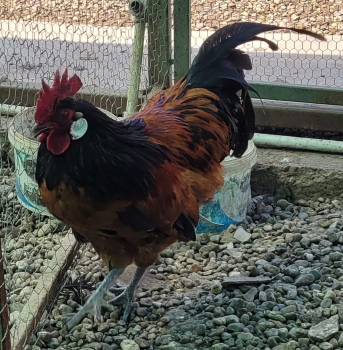 Vând cocoși austrolop și vorwerk