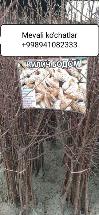 Mevali ko'chatlar [саженцы фруктов]