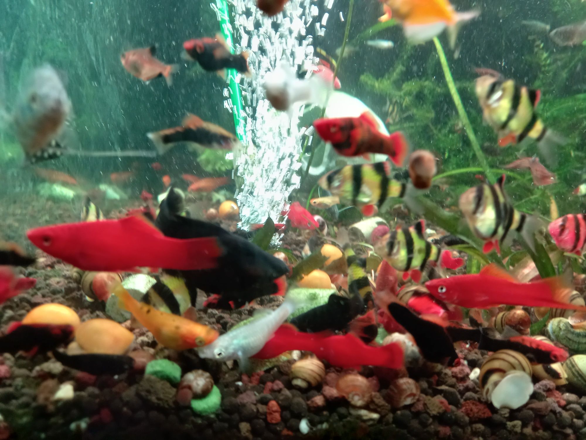 Pesti  acvariu diverse specii