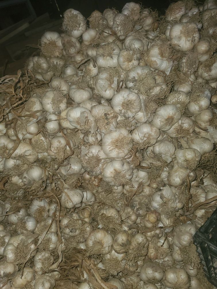 Usturoi bio 100%