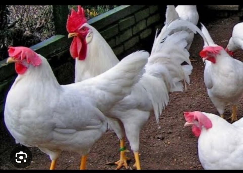 Цыплята  Легорн стандарт