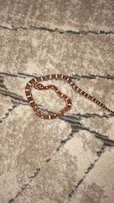 Corn snake docili