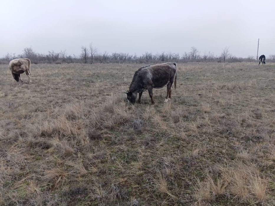 Бойдақ қашарлар сатылады