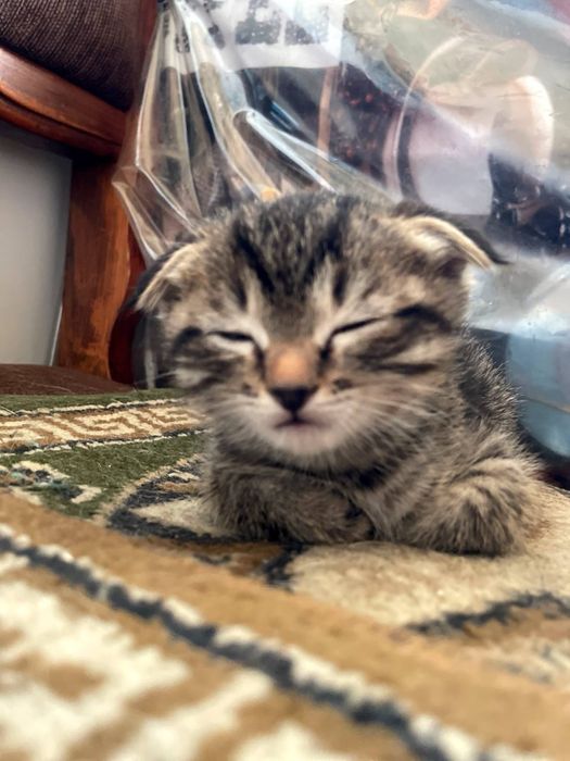 Продаю вислоухого котенка