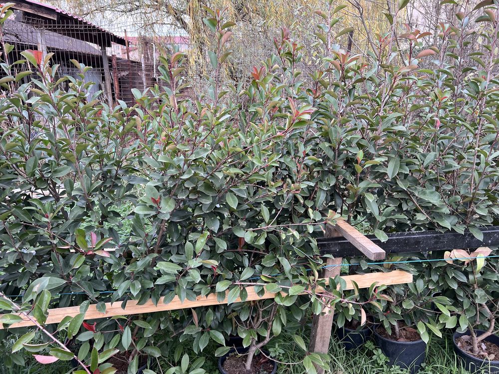 Photinia red robin/tuia arizonica