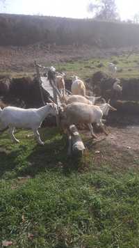 Продаются козы дойной породы
