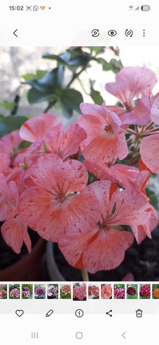 Продам разные пеларгонии