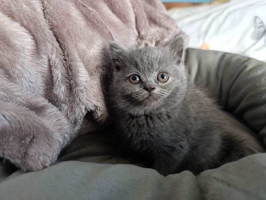 British shorthair