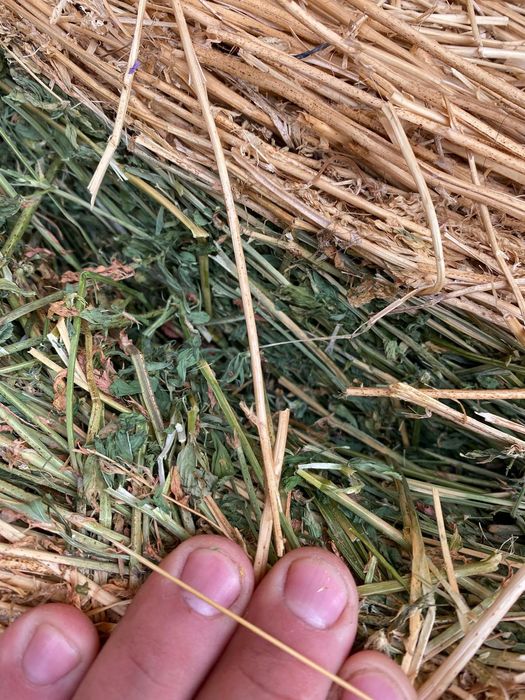 Vând Baloti de Lucerna.