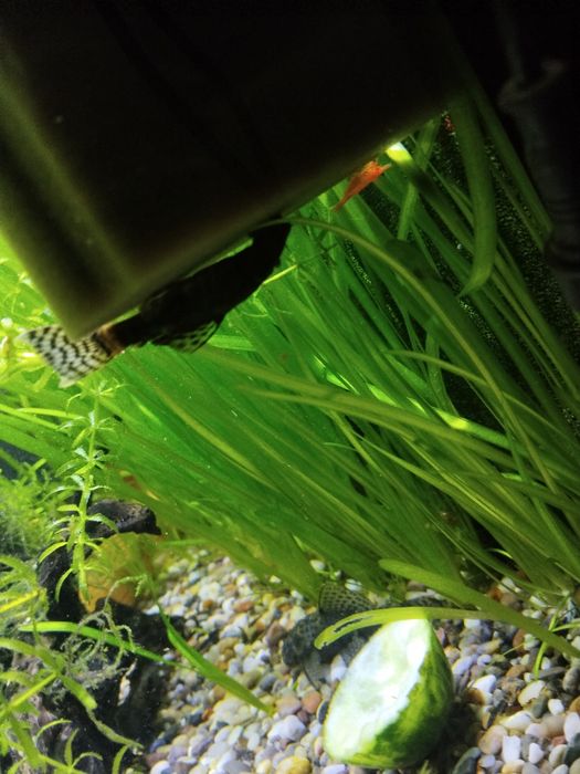 Продам анцитрусов цена за всех