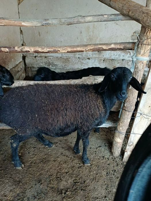 Кучкорлар сотилади.