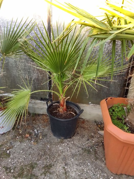 Палми Вашингтония