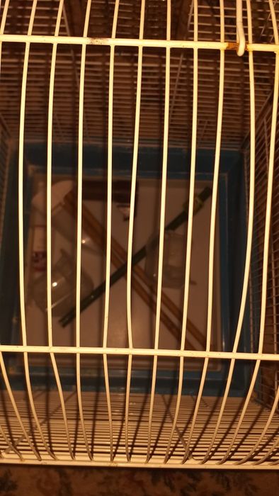 Cușca  peruș 100 lei