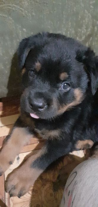 Продажа ротвейлеров