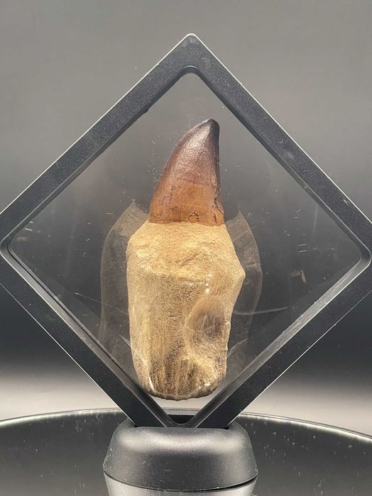 Зъб от Мозазавър с корен (100 мм) – Премиум фосил в рамка