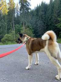 Akita American cu Pedigree tip A