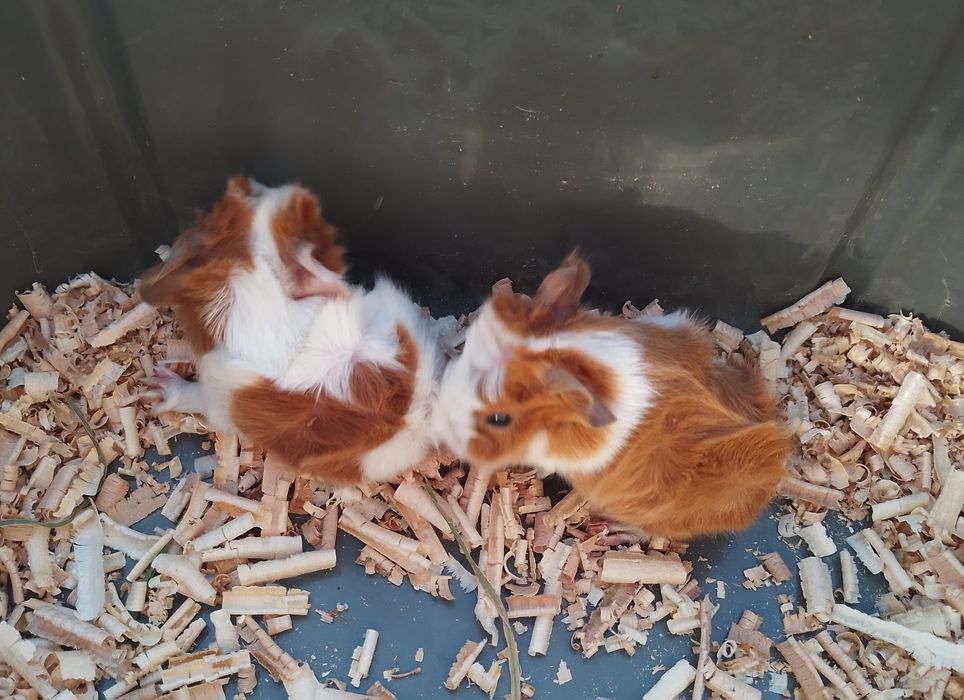 Purceluși de Guineea